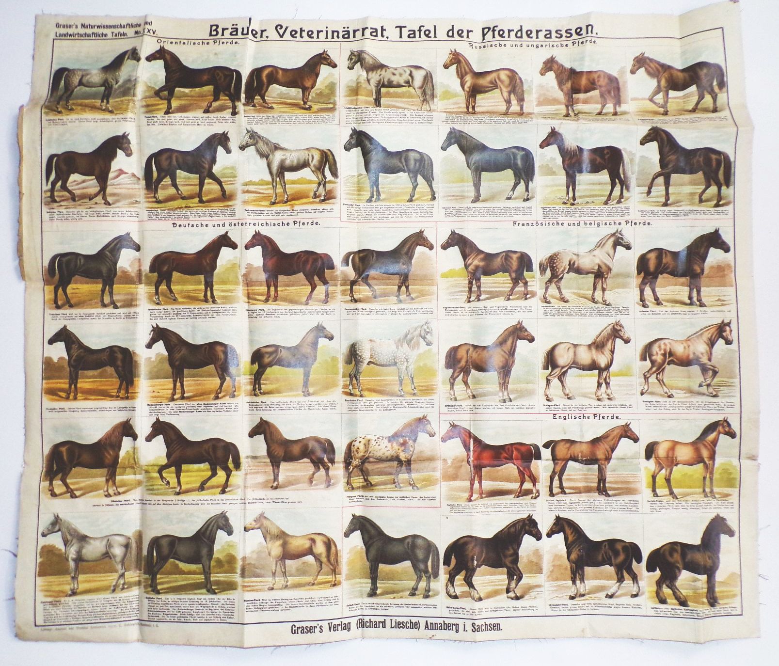 Alte Pferde Karte Pferderassen Litho Bräuer Veterinär Graser Verlag Lehrmittel Wandtafel