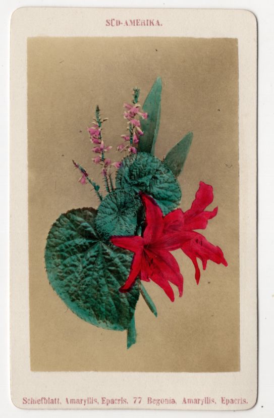 Altes CDV Foto Schiefblatt Amaryllis Blume Botanik Pflanze um 1880 koloriert