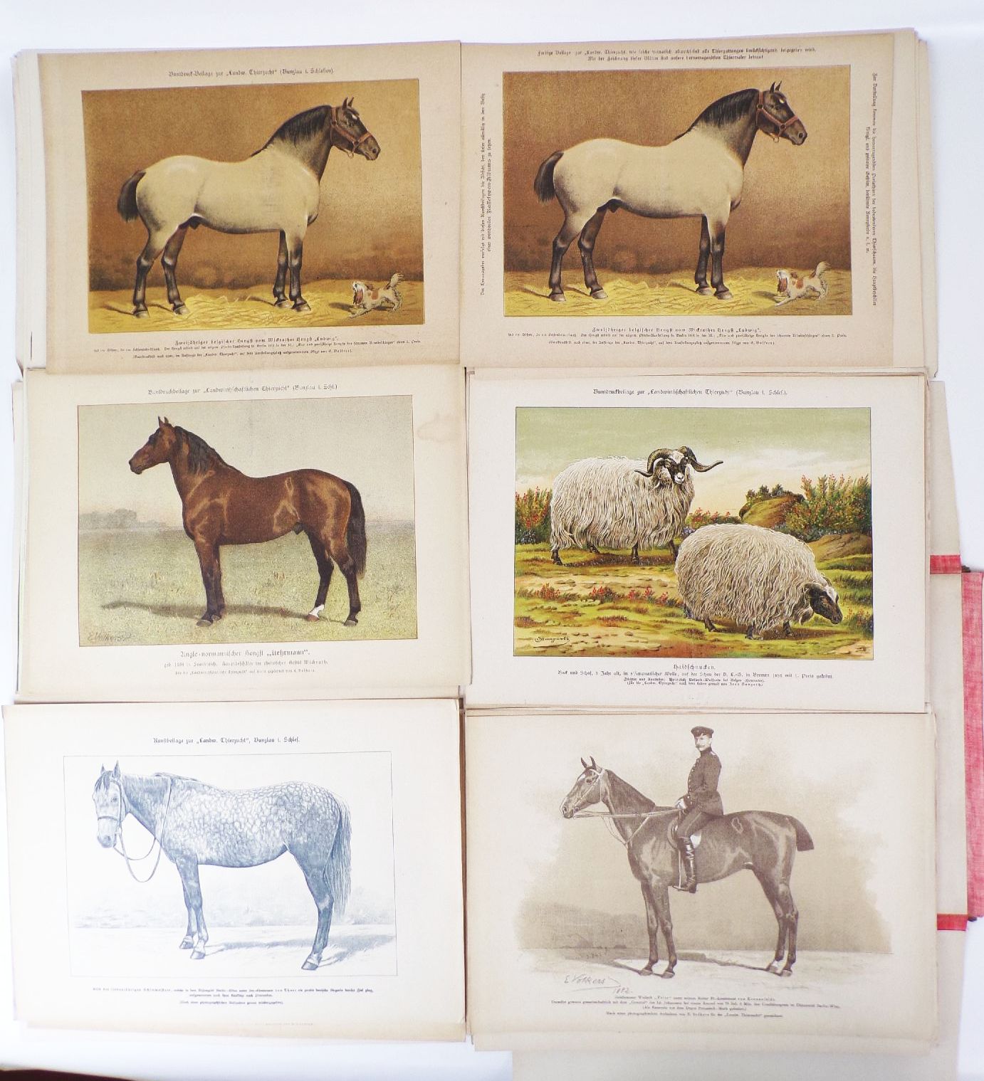 Sammlung von Rassetierbildern Landwirtschaftliche Tierzucht Bunzlau um 1895 Sammlung von Rassetierbildern Landwirtschaftliche Tierzucht Bunzlau um 1895