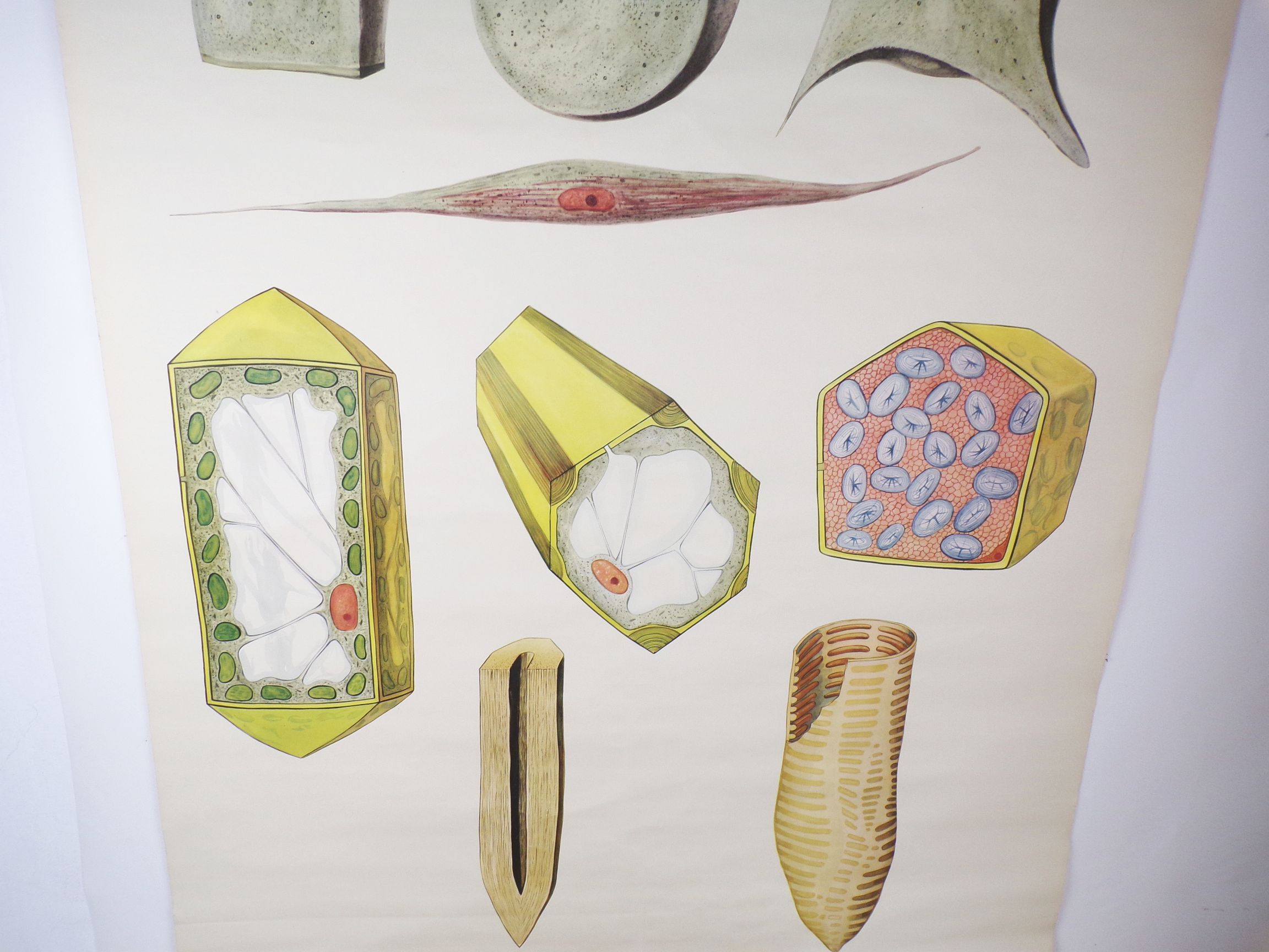 Alte Rollkarte Zellen Biologie Wandtafel Vintage Deko