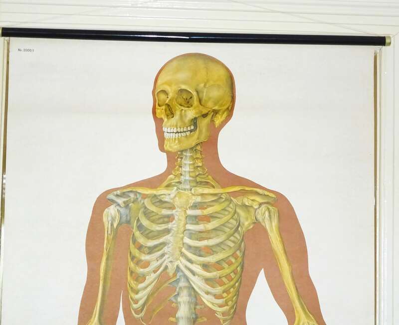 Vintage XL Rollkarte Skelett Mann Anatomie Lehrkarte Wandtafel Schulkarte deko
