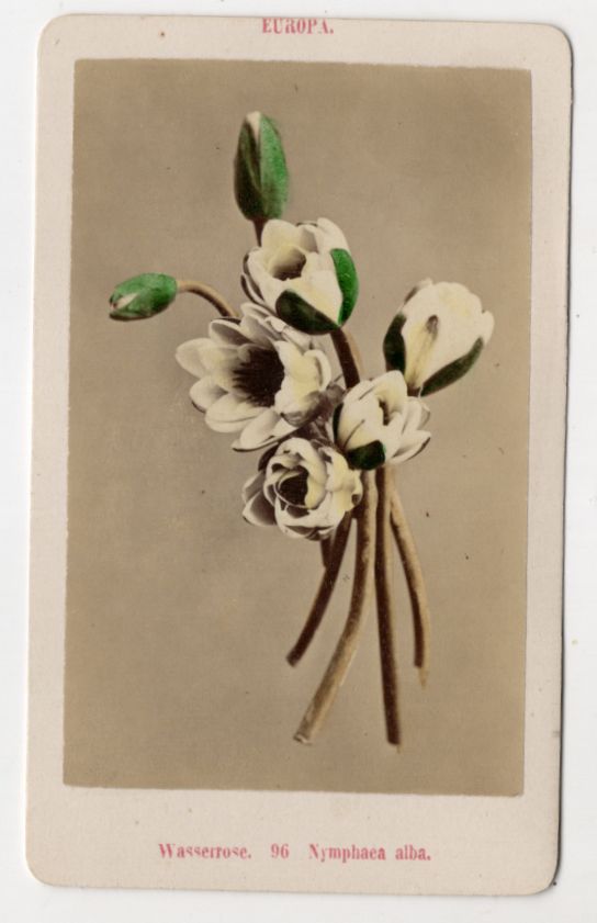 CdV Foto Wasserrose Blume Botanik um 1880 koloriert Blume Antik Fotografie