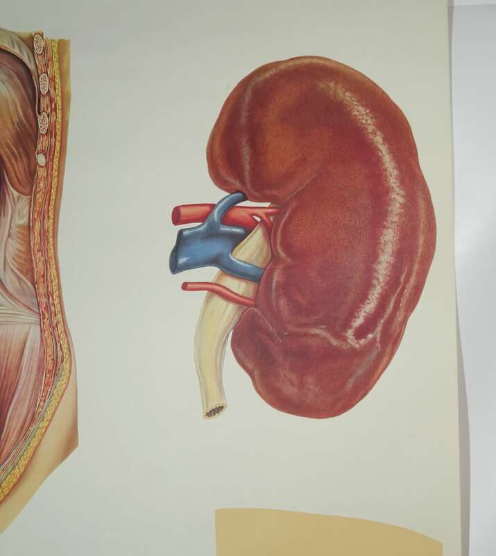 Vintage Rollkarte Die Niere Anatomie Lehrkarte Wandtafel Schulkarte deko 