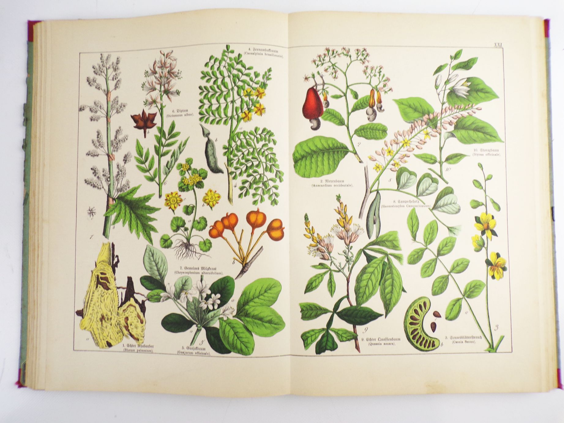 Schuberts Naturgeschichte des Pflanzenreichs Linneschen System 1887