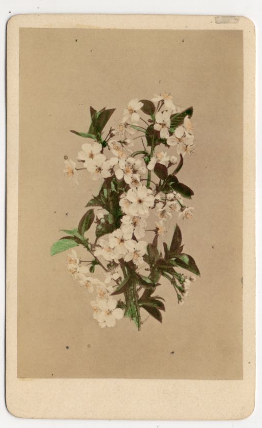 Fotografie CDV Foto Kirschblüte Antik Botanik Pflanze um 1880 koloriert 
