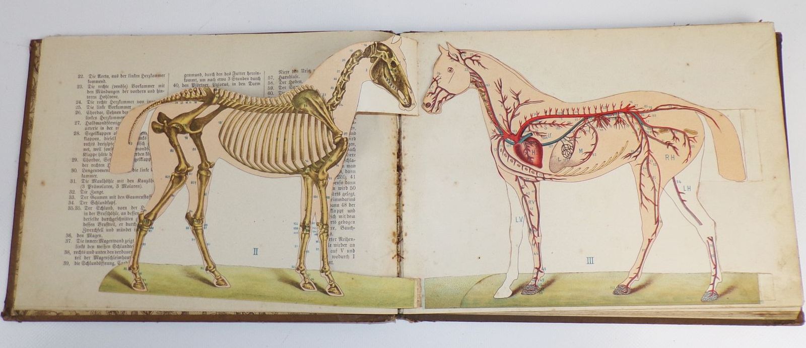 Zerlegbare Modelle zu Dr Lampe Tierheilkunde um 1900