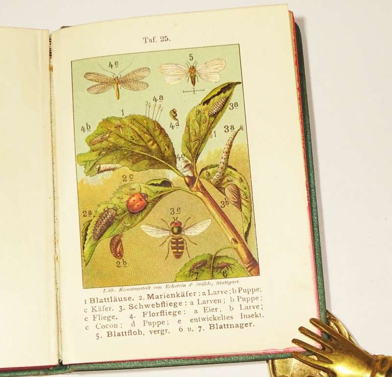 Insekten Büchlein Schütte Elsfleth 1897 Entomologie