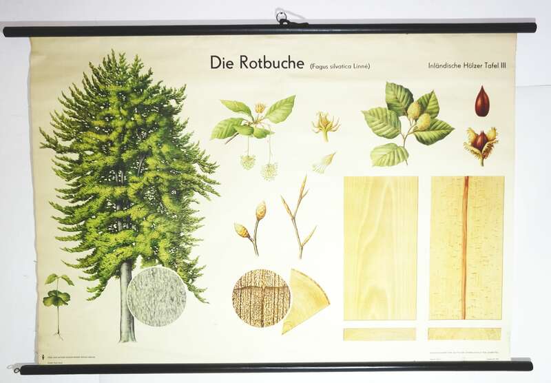 Vintage Rollkarte Die Rotbuche Lehrkarte Wandtafel Schulkarte deko