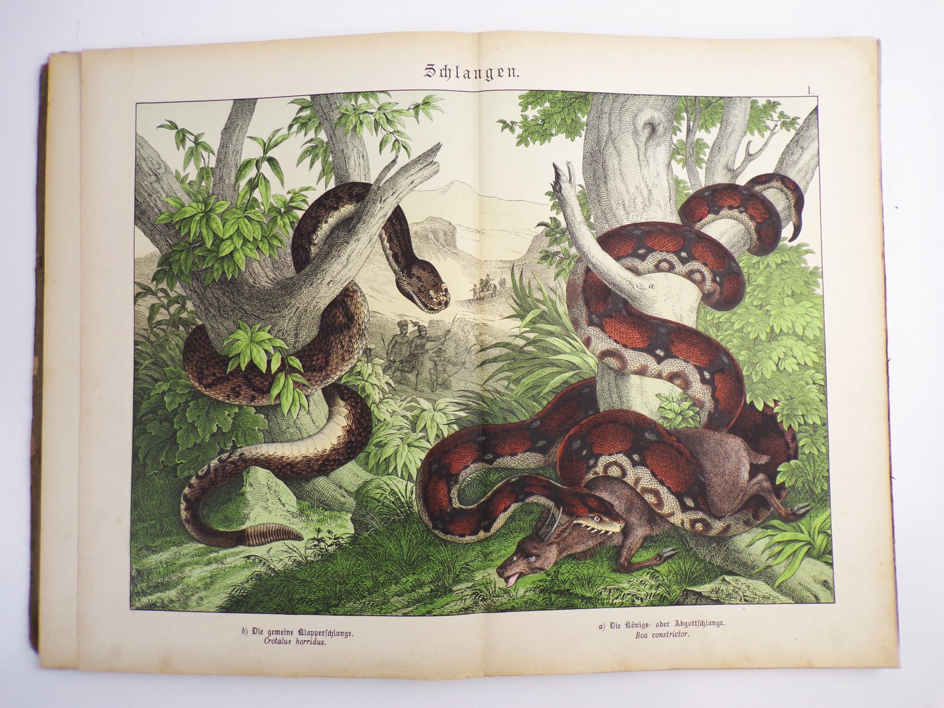 Schuberts Naturgeschichte der Reptilien Amphibien Fische Insekten 1886