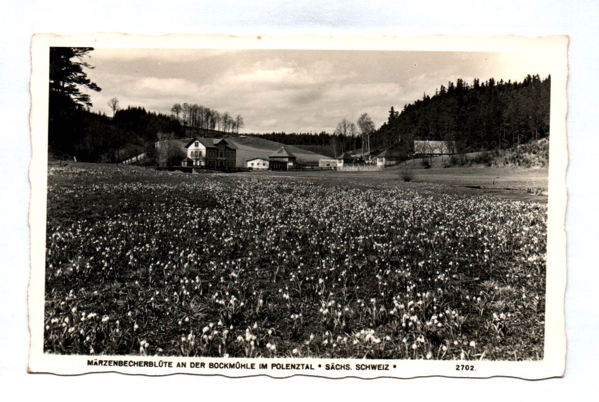 Ak Märzenbecherblüte an der Bockmüle im Polenztal Sächsische Schweiz 1942 Ak Märzenbecherblüte an der Bockmüle im Polenztal Sächsische Schweiz 1942