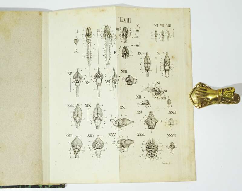 Versuch einer Darstellung des Nervensystems Gehirns Carus 1814 Kupfer