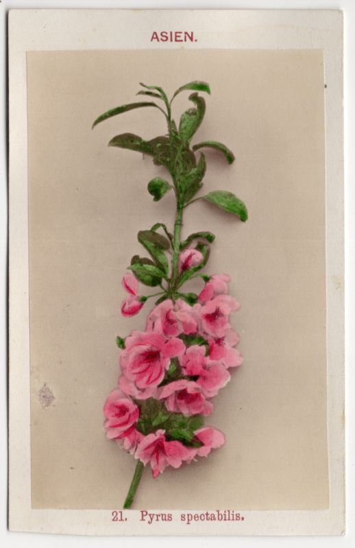 Alte Fotografie Chinesischen Apfel Blüte 1880 koloriert Linde Berlin Carte de Visite 