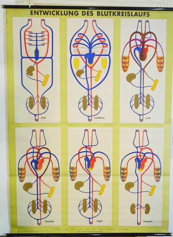 Vintage Rollkarte Entwicklung des Blutkreislaufs Medizin Lehrkarte Wandtafel 