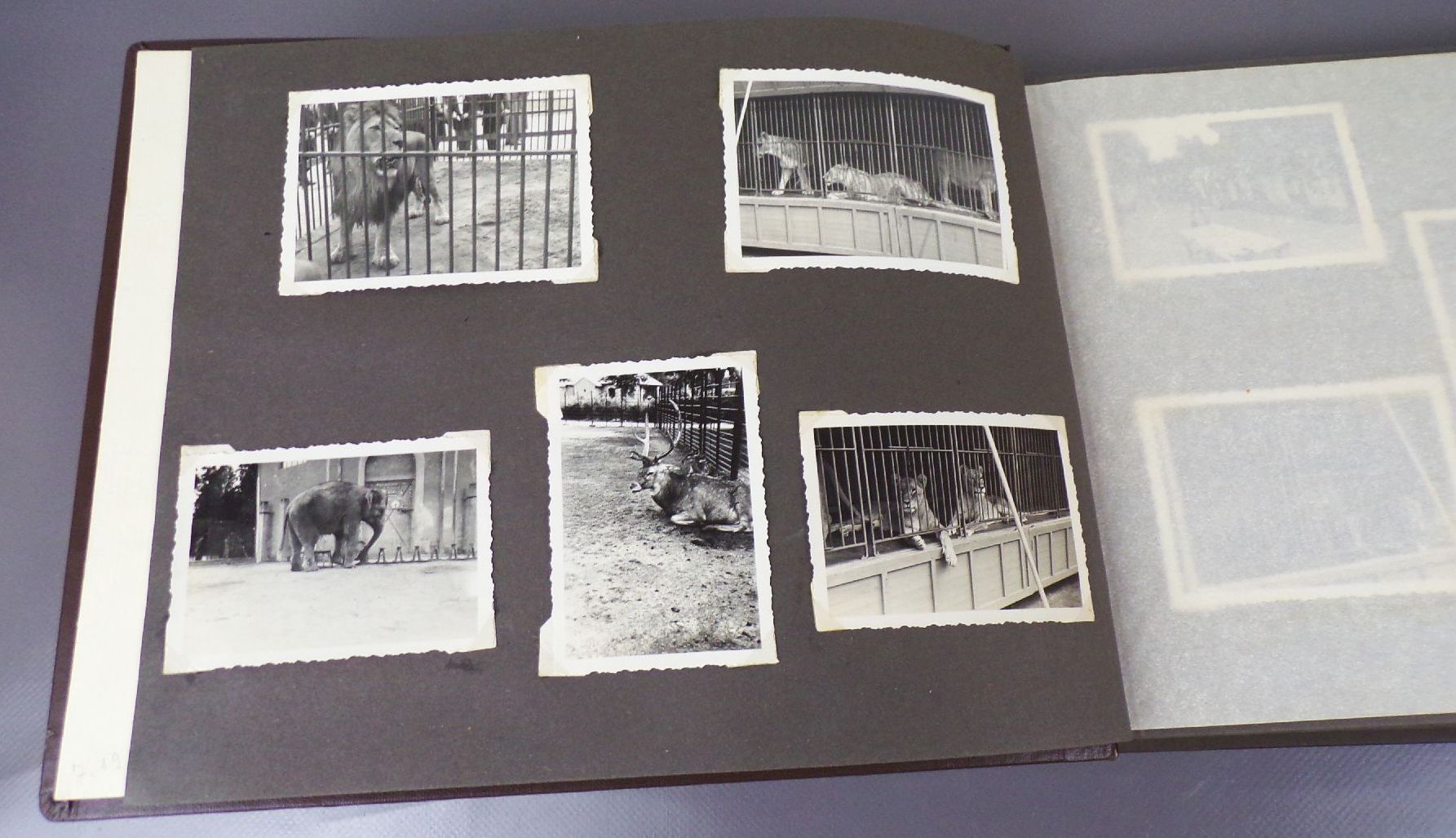 Altes Fotoalbum 99 Fotos Dresden Elbedampfer Moritzburg Fasanenschlößchen Altes Fotoalbum 99 Fotos Dresden Elbedampfer Moritzburg Fasanenschlößchen