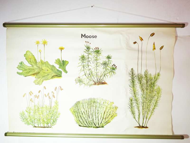 Vintage Rollkarte Moose Moos Botanik Lehrkarte Wandtafel DDR 
