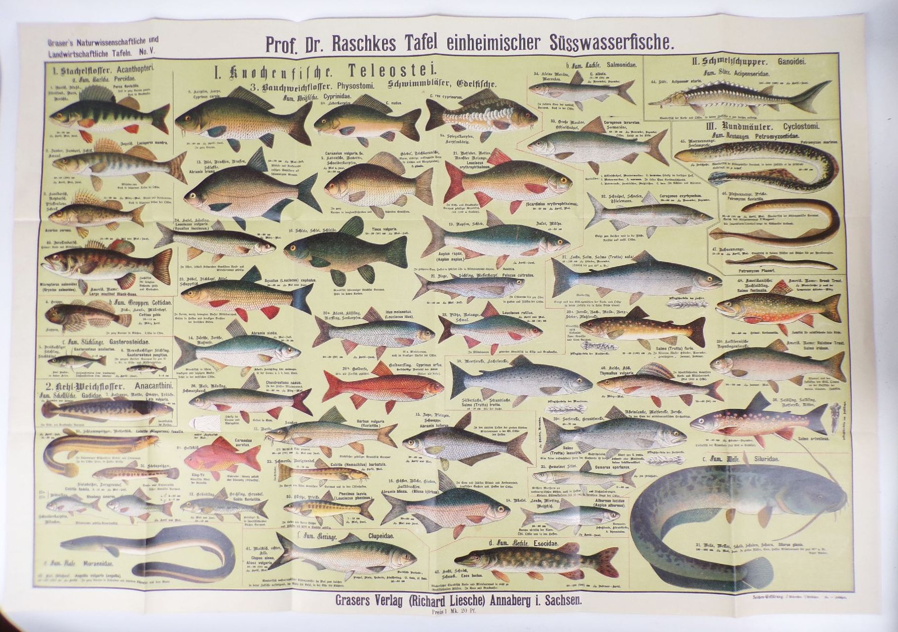 Alter Druck Fische einheimische Süßwasserfische Lehrkarte Angler Lithografie um 1910