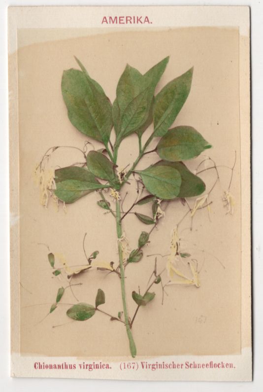 Altes CDV Foto virginischer Schneeflocken Blumen Pflanze Botanik 1880er Amerika