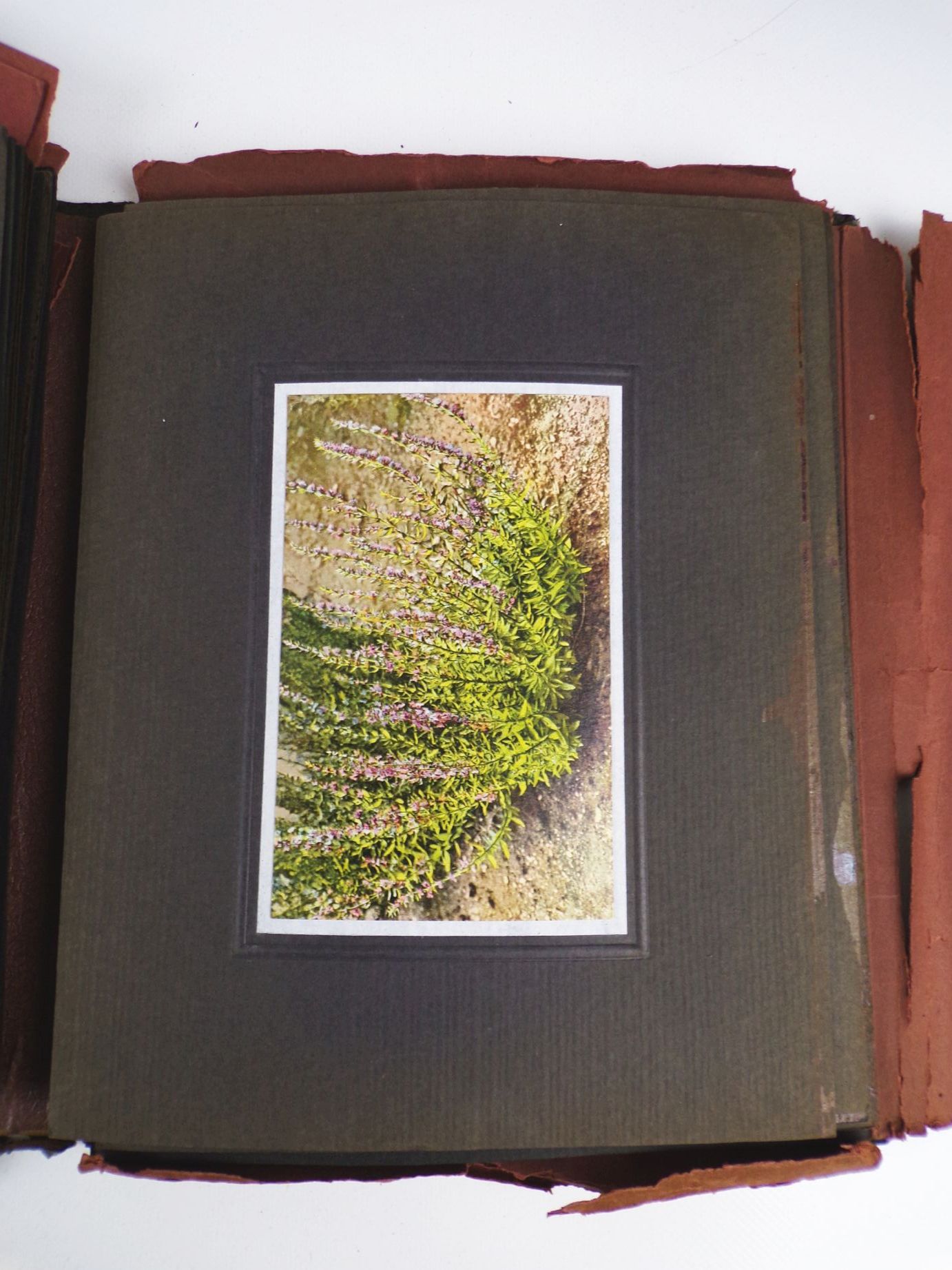 Gehes Arzneipflanzen Karten Heilkräuter Nachschlagewerk 4 x Bildermappe Gehes Arzneipflanzen Karten Heilkräuter Nachschlagewerk 4 x Bildermappe