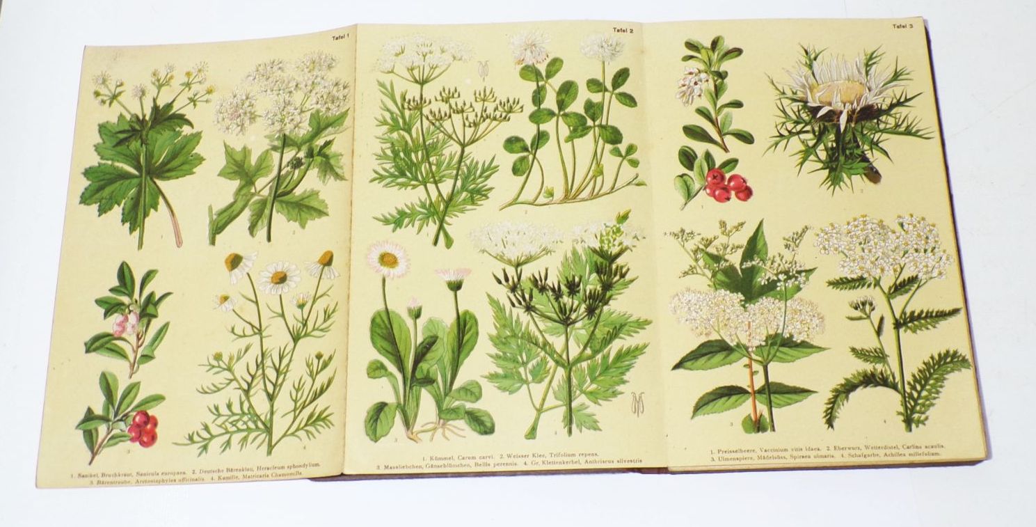 Heilpflanzen Bilderatlas Peter Mertes altes Kräuterbuch 