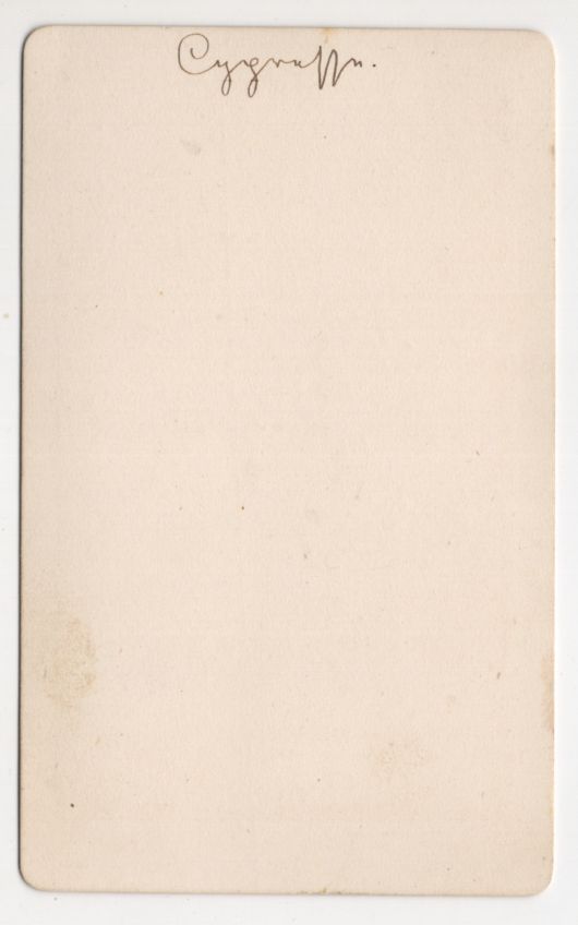 CdV Foto Zypresse mit Blumen um 1880 koloriert Botanik Pflanzen CdV Foto Zypresse mit Blumen um 1880 koloriert Botanik Pflanzen