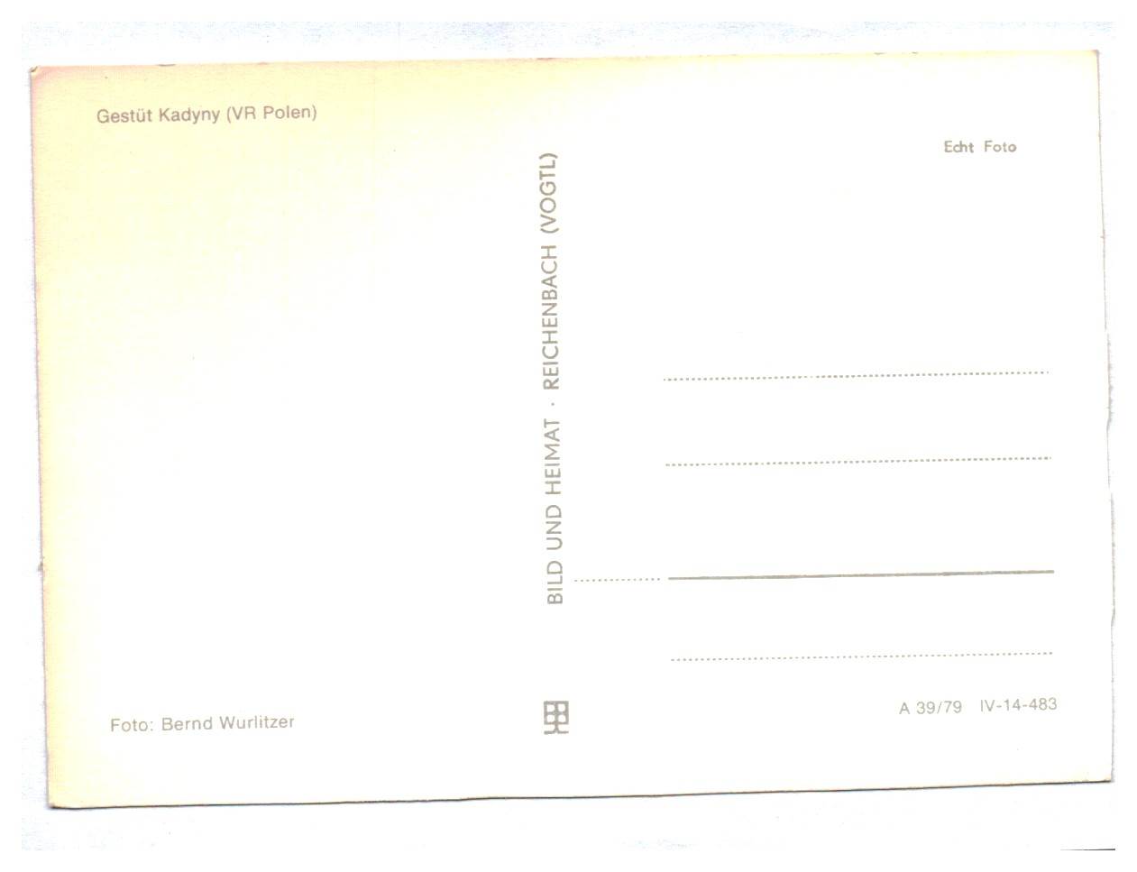 Foto Ak Gestüt Kadyny VR Polen Echtfoto Foto Ak Gestüt Kadyny VR Polen Echtfoto