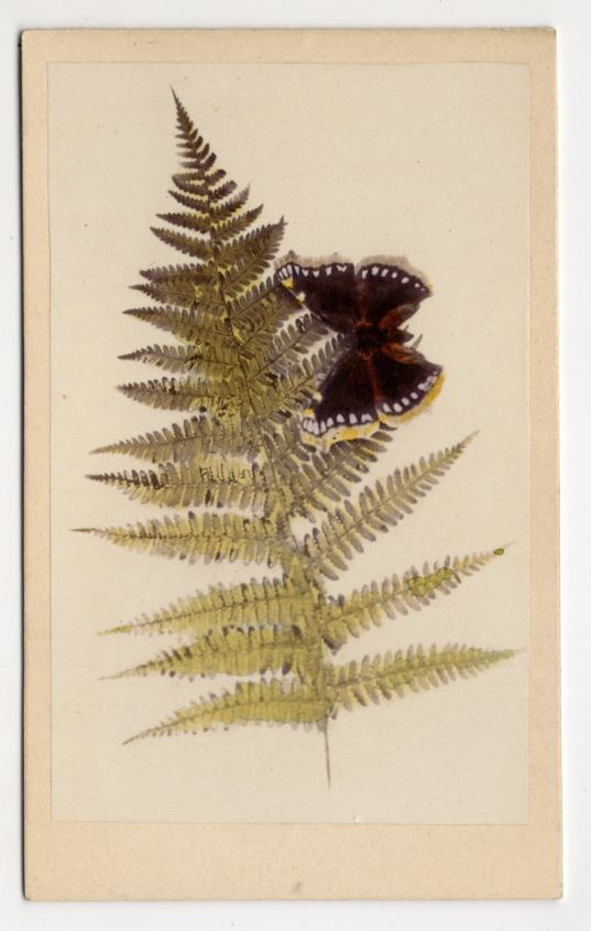 CdV Foto Trauermantel Schmetterling auf Farn Blatt um 1880 koloriert