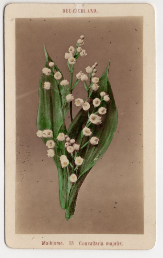 Koloriertes CDV Foto Maiblumen Botanik Pflanze um 1880 koloriert vintage