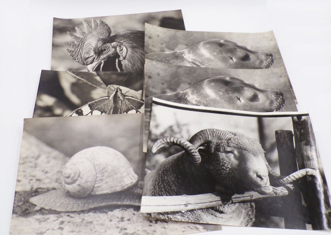 Konvolut Fotografien großformatig DDR Tiere Alltag Berufe Vintage Fotos Konvolut Fotografien großformatig DDR Tiere Alltag Berufe Vintage Fotos