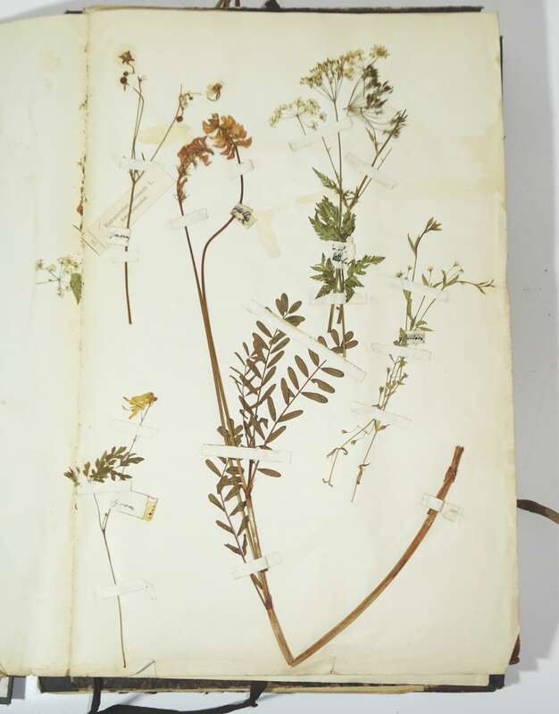 Herbarium um 1890 mit Etiketten Botanik Flora Pflanzen 