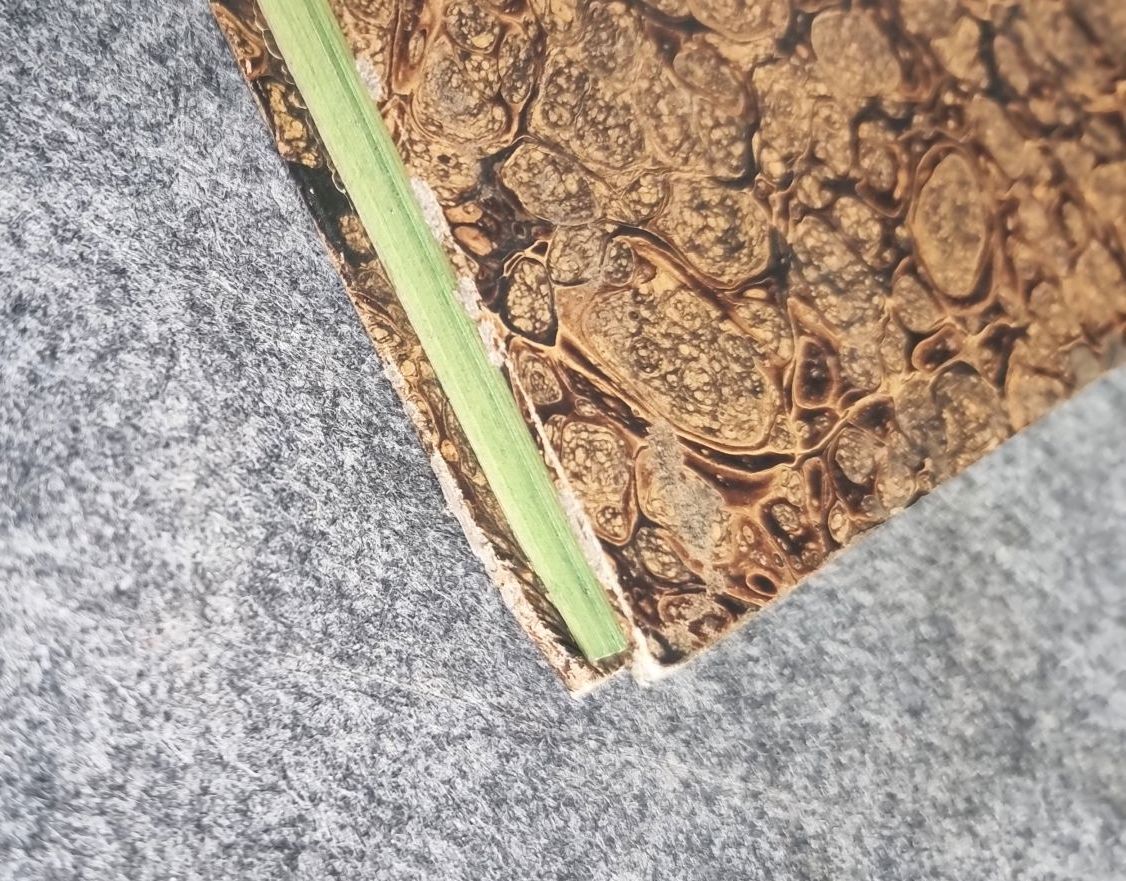 Gesetz und Verordnungsblatt Königreich Sachsen 1847 Dresden C C Meinhold und Söhne Gesetz und Verordnungsblatt Königreich Sachsen 1847 Dresden C C Meinhold und Söhne