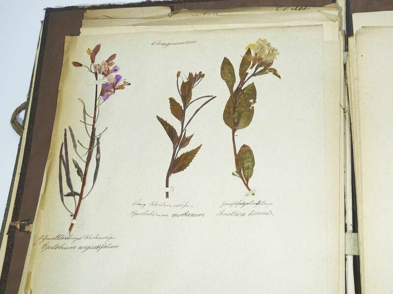 Herbarium um 1890 mit Etiketten Botanik Flora Pflanzen 