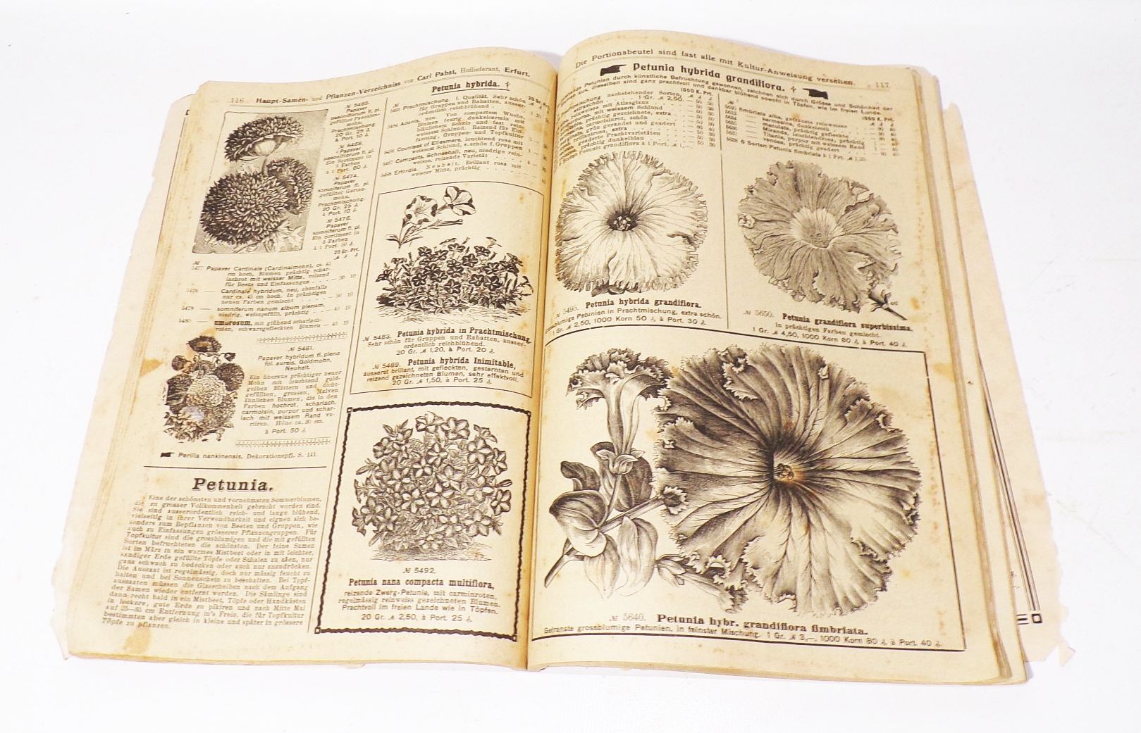 Katalog Carl Pabst Erfurt Blumen Gemüse Saatgut 1905 