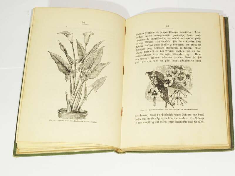 Kateschismus für Aquarienliebhaber 1896 Wilhelm Geyer Süßwasser Aquarium Fische