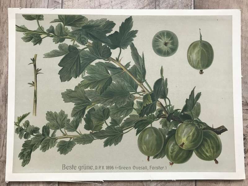 Litho Druck Veste grüne DPV 1896 Green Overall Forster Pomologie