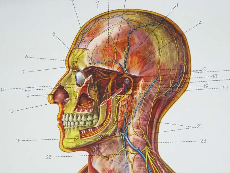 Vintage Rollkarte Nervensystem Mann Anatomie Lehrkarte Wandtafel Schulkarte deko 