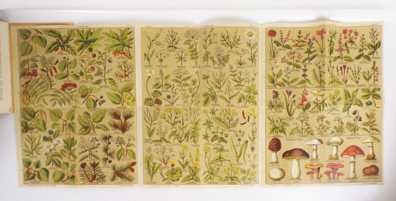 Kühns Botanischer Taschenbilderbogen Heft 1 Gewächse Mitteleuropas 