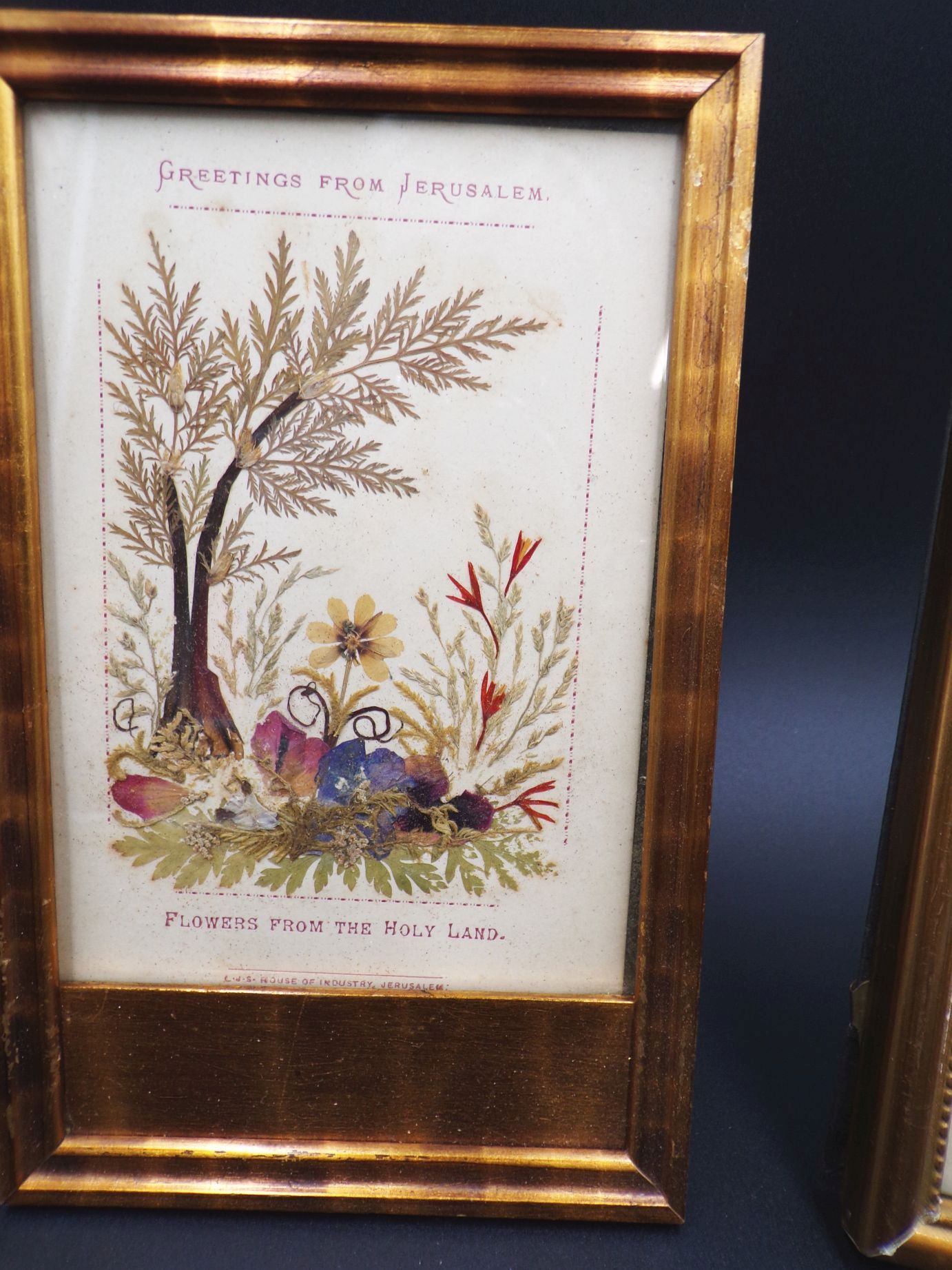 3 Bilder Blumen aus Jerusalem Israel getrocknete Pflanzen Herbarium 