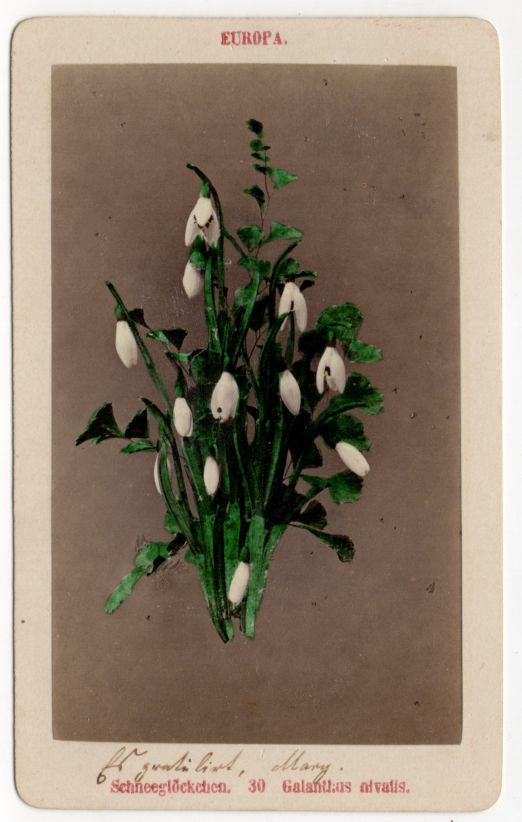 Altes CDV Foto Schneeglöckchen Blume Botanik Pflanze um 1880 koloriert 