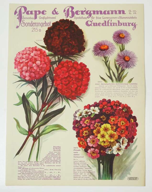 Prospekt Pape und Bergmann Quedlingburg Blumen 1926 dekorativ