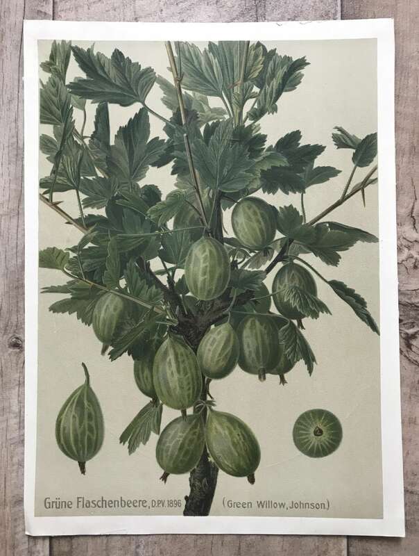 Alter Druck Beilage Grüne Flaschenbeere DPV 1896 Green Willow Johnson