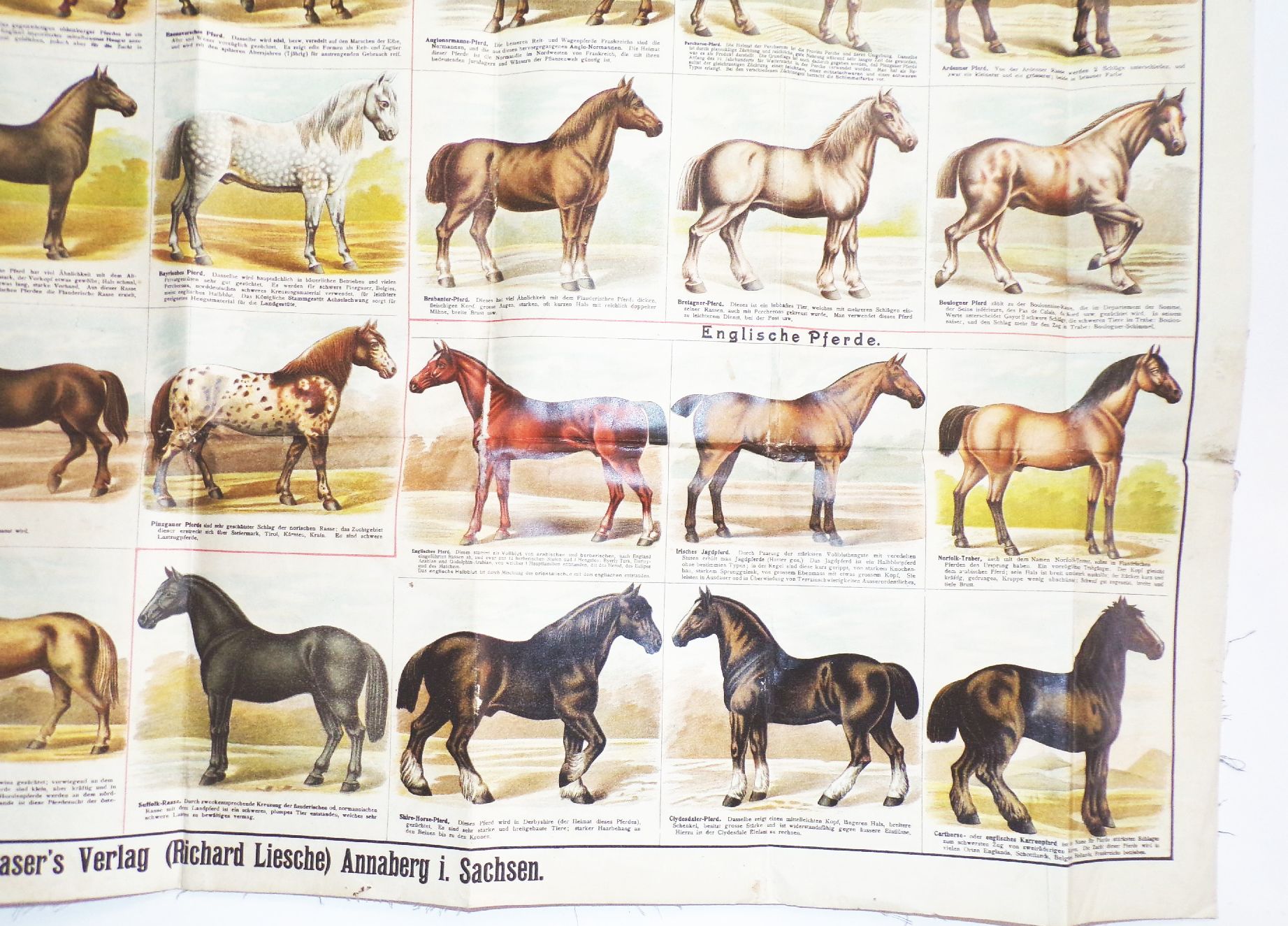 Alte Pferde Karte Pferderassen Litho Bräuer Veterinär Graser Verlag Lehrmittel Wandtafel