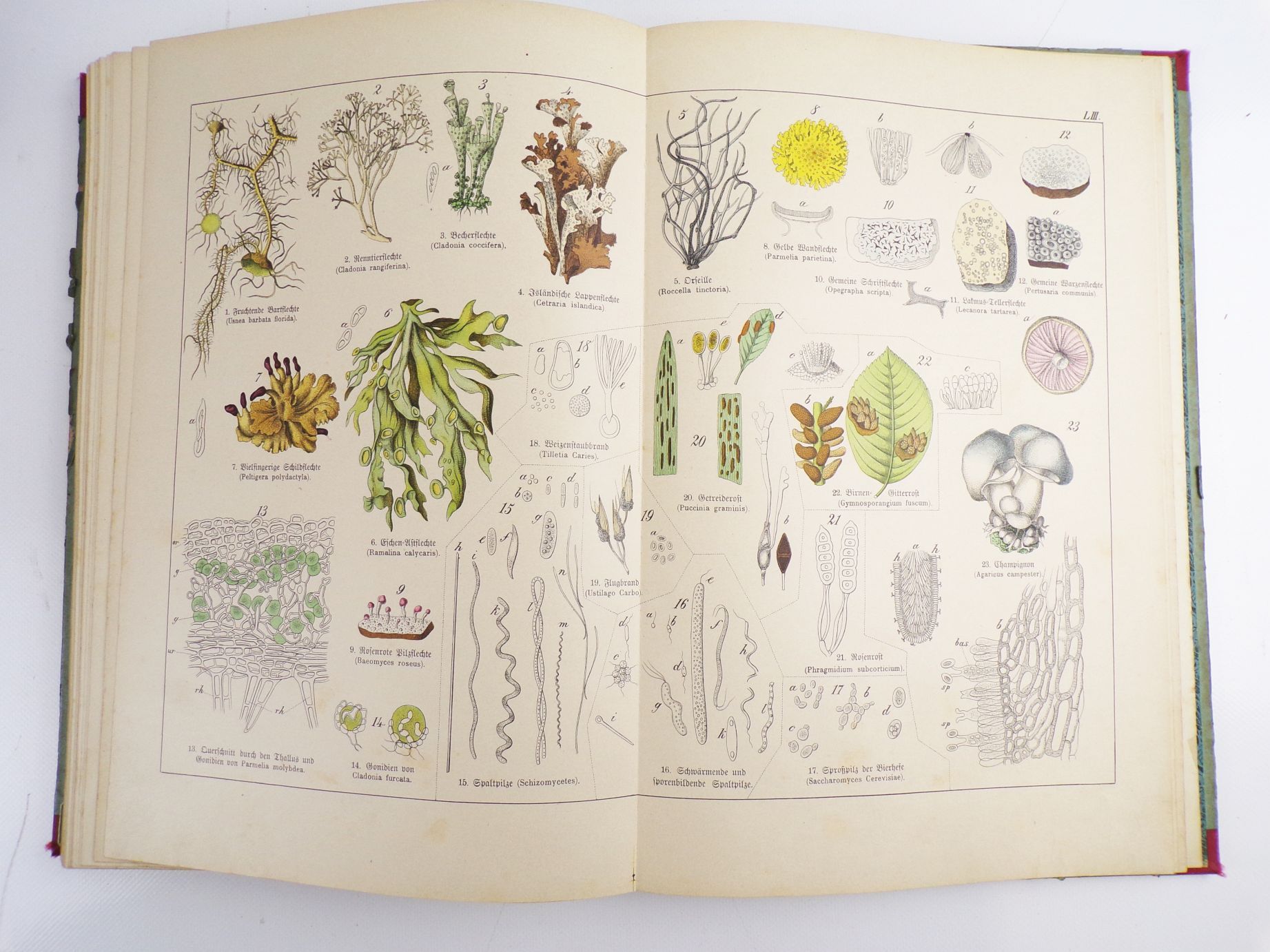 Schuberts Naturgeschichte des Pflanzenreichs Linneschen System 1887