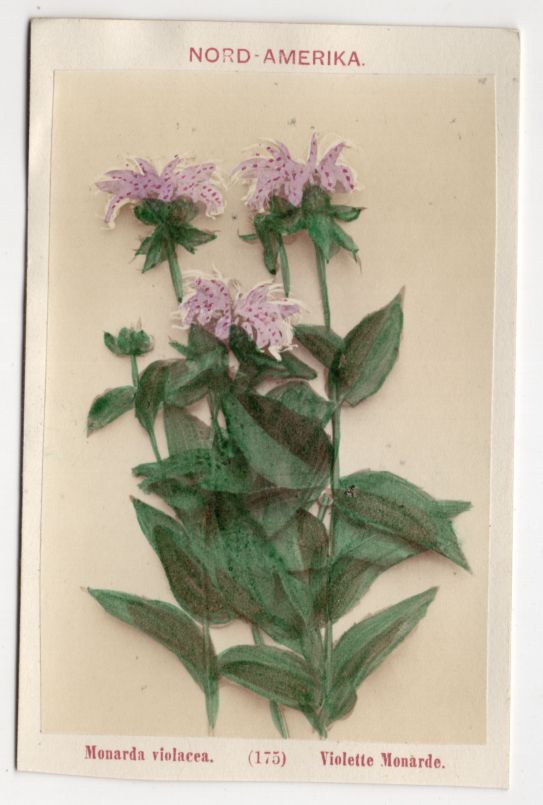 Altes CDV Foto violette Monarde Pflanze Botanik 1880er Nordamerika