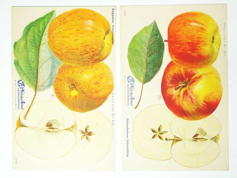 Mappe Nach der Arbeit Pomologie Drucke Nüsse Äpfel Birnen Garten 1930er 