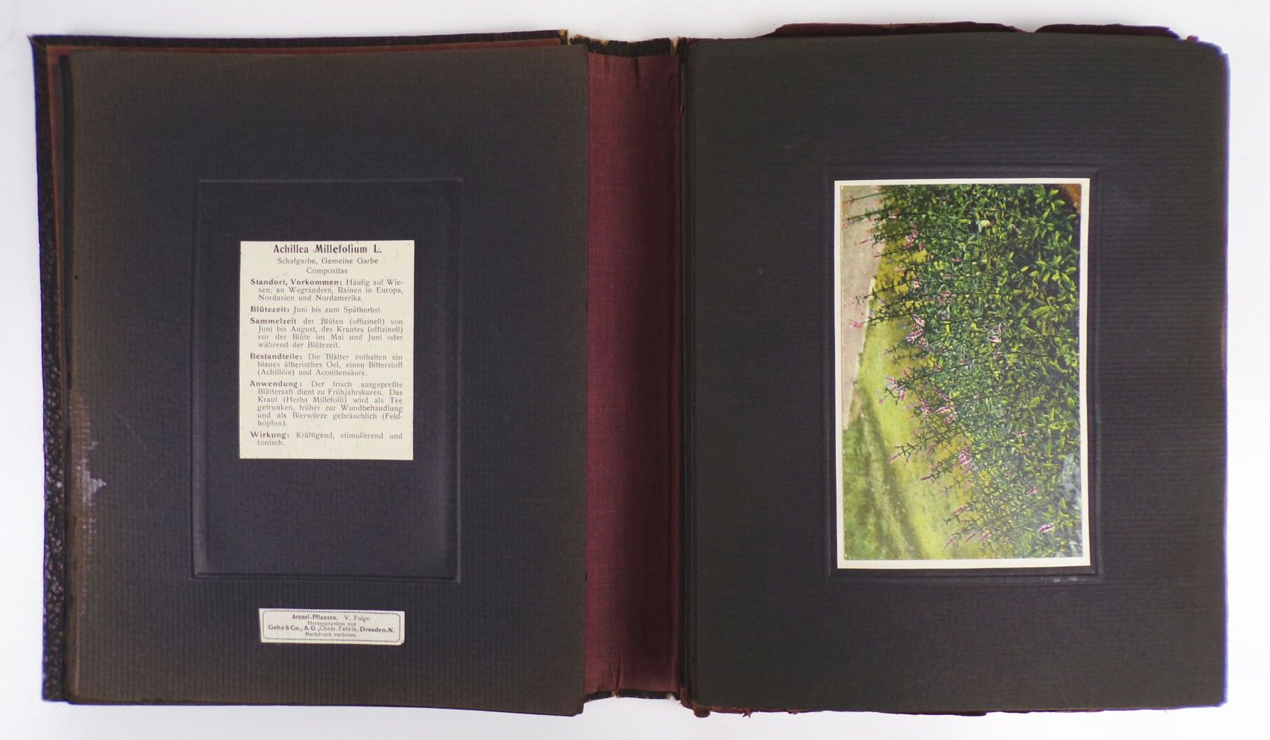 Gehes Arzneipflanzen Karten Heilkräuter Nachschlagewerk 4 x Bildermappe Gehes Arzneipflanzen Karten Heilkräuter Nachschlagewerk 4 x Bildermappe