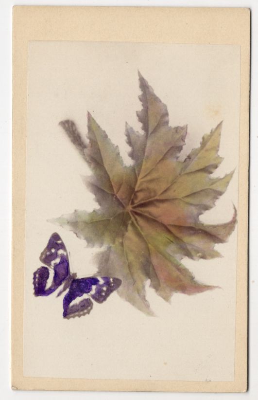 CdV Foto Schillerfalter Schmetterling am Blatt Botanik Entomologie um 1880