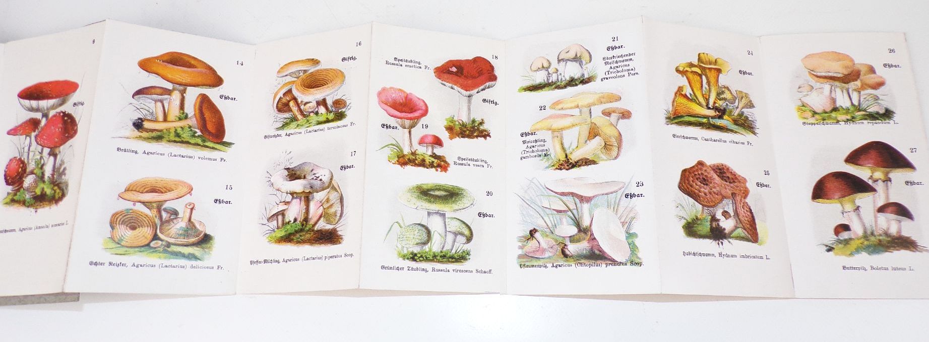 Alter Pilze Atlas Schreiber Esslingen Leporello Mykologie 