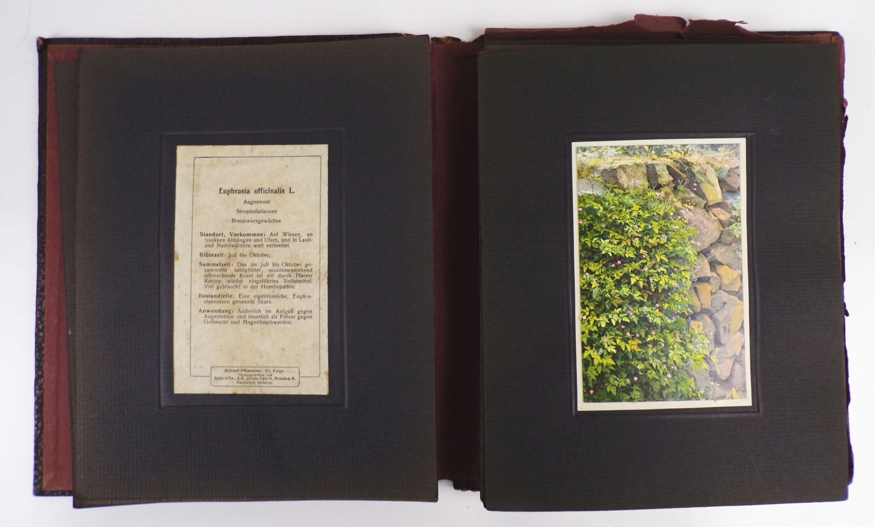 Gehes Arzneipflanzen Karten Heilkräuter Nachschlagewerk 4 x Bildermappe Gehes Arzneipflanzen Karten Heilkräuter Nachschlagewerk 4 x Bildermappe