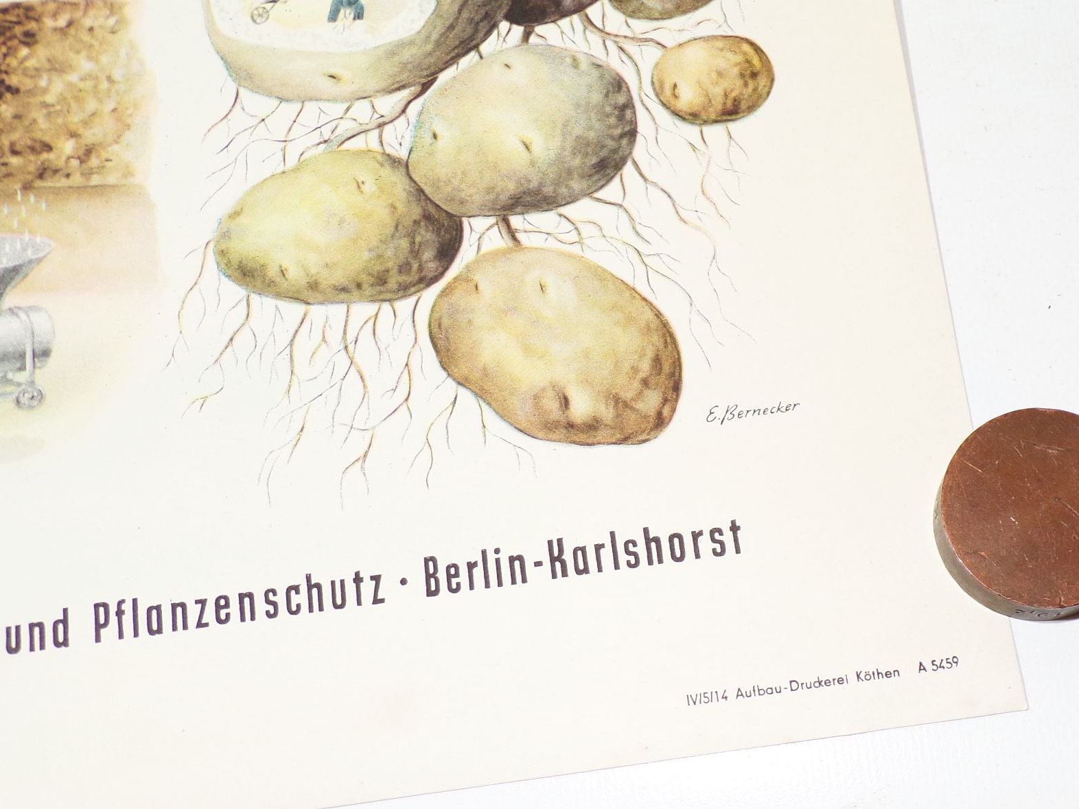 Altes Plakat Kali Dünger Bauer LPG 1959 Reklame Pflanzen