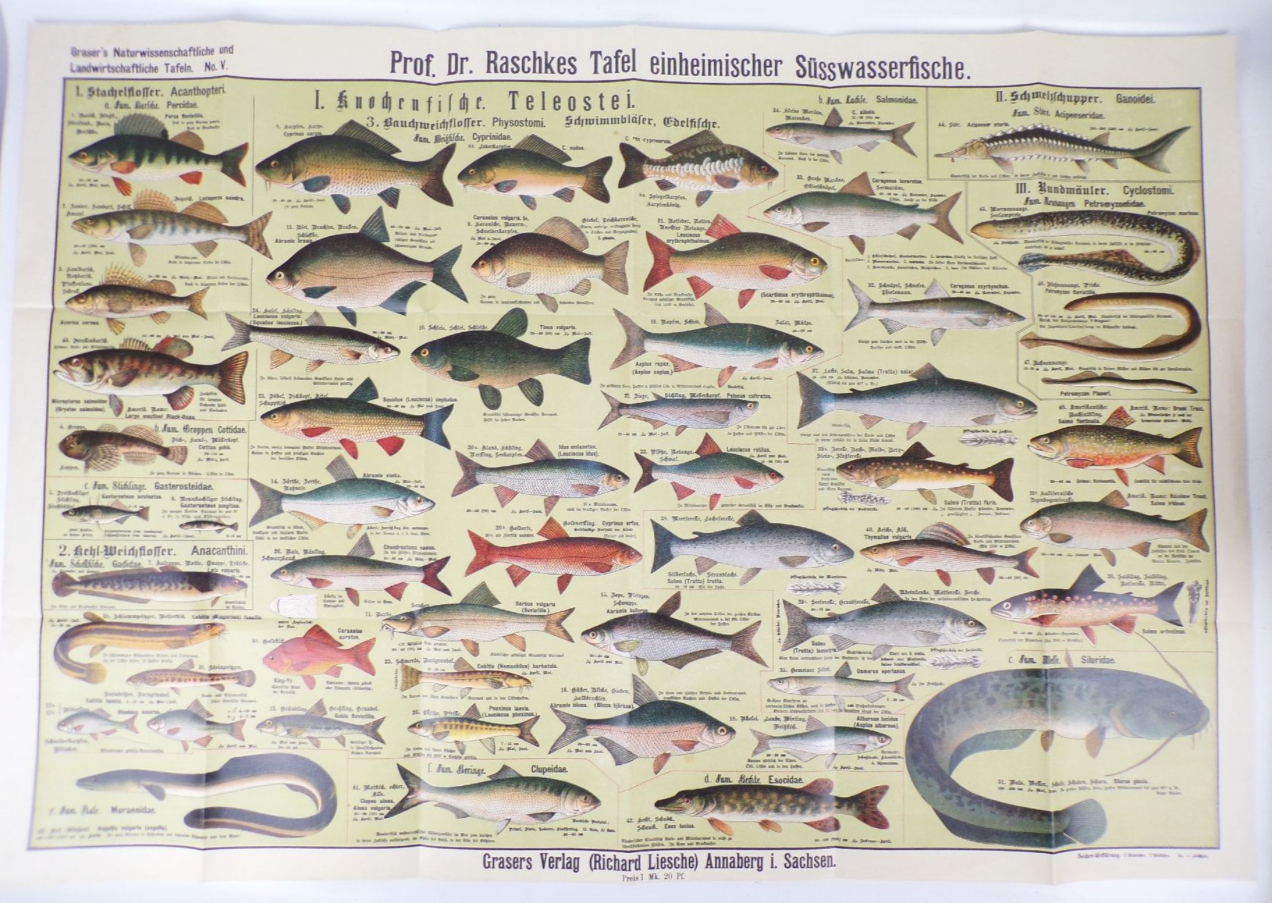 Alter Druck Fische einheimische Süßwasserfische Lehrkarte Angler Lithografie um 1910